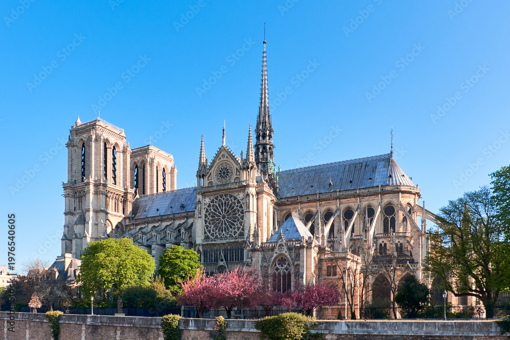 Obraz premium Notre-Dame Cathedral in spring with pink cherry blossoms and clear blue sky