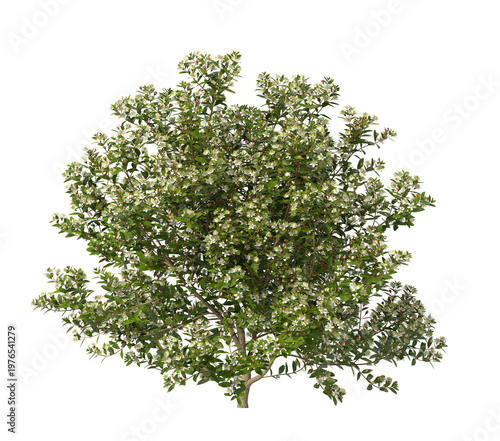Tableau sur toile myrtle flowering shrub isolated on transparent background