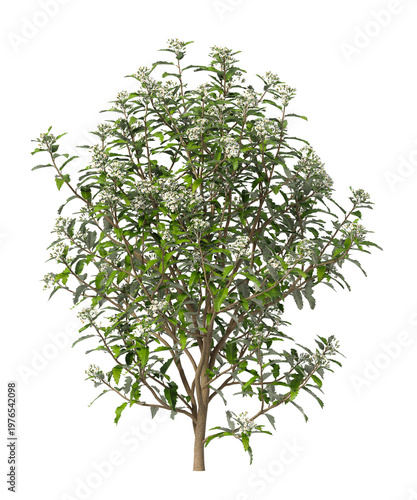 white flowering shrub isolated on transparent background. Single small flowering tree isolated on transparent background. isolated on white background. white flower tree PNG. Small flower plant PNG.