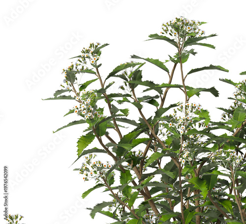 Flowering branch with white flowers isolated on transparent background. Flowering tree branch isolated on transparent background PNG. Flower tree or Flower plant branch isolated on white background.
