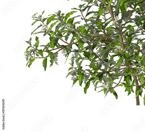 Flowering branch with white flowers isolated on transparent background. Flowering tree branch isolated on transparent background PNG. Flower tree or Flower plant branch isolated on white background.