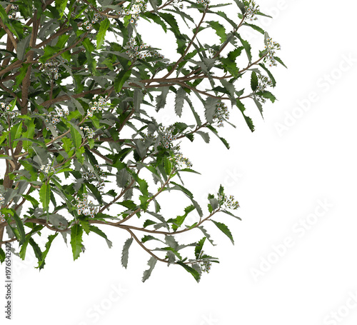 Flowering branch with white flowers isolated on transparent background. Flowering tree branch isolated on transparent background PNG. Flower tree or Flower plant branch isolated on white background.