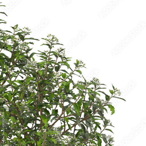 Flowering branch with white flowers isolated on transparent background. Flowering tree branch isolated on transparent background PNG. Flower tree or Flower plant branch isolated on white background.