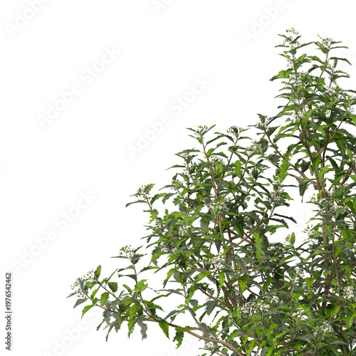Flowering branch with white flowers isolated on transparent background. Flowering tree branch isolated on transparent background PNG. Flower tree or Flower plant branch isolated on white background.