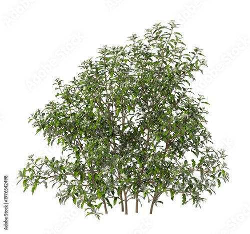 white flowering shrub isolated on transparent background. Single small flowering tree isolated on transparent background. isolated on white background. white flower tree PNG. Small flower plant PNG.