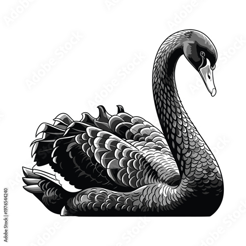 Graceful black swan in elegant repose with intricate feather detailing