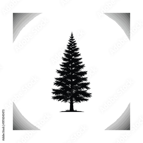Elegant silhouette of a coniferous tree framed by gradient arcs