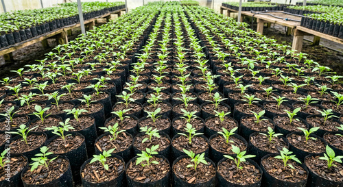 Obraz na płótnie Rows of young tomato plants in poly bags inside greenhouse.