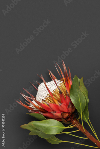 Beautiful red protea flower...