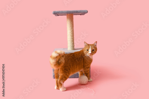 Funny red cat near scratchi...