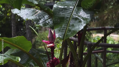 tropical red banana flower beneath broad green leaves along rainforest garden pathway railing