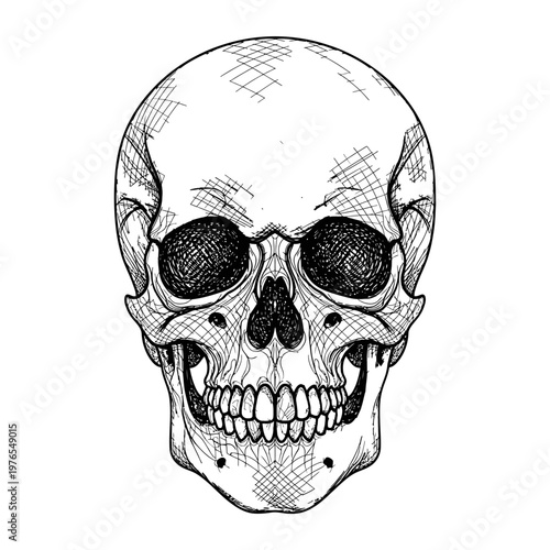 Human Skull Illustration in Black.