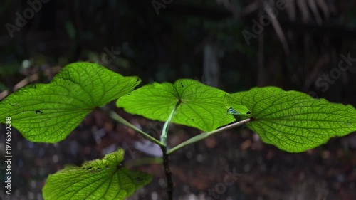 bright green rainforest leaves with visible veins and falling rain in shaded tropical jungle