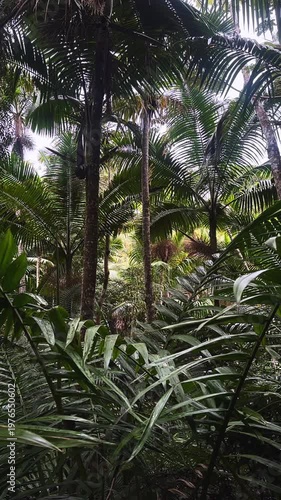 dense tropical rainforest palm canopy with layered jungle foliage and tall slender tree trunks