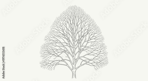 Bare Tree Branches Silhouette Against Light Background