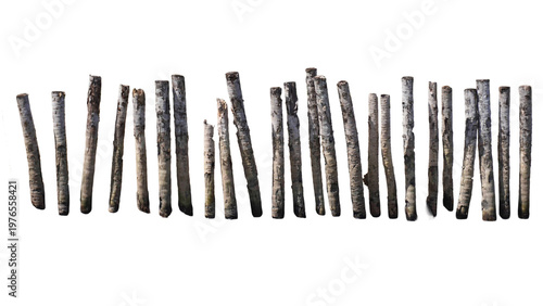 Coconut tree stakes on the beach