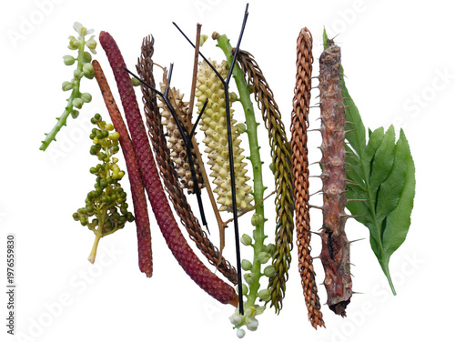 Assorted Plant Stems and Leaves