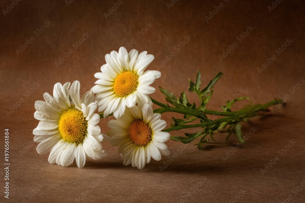 Obraz premium Three white daisies with yellow centers lying on brown surface with green stems and leaves in natural light for floral and nature concept.