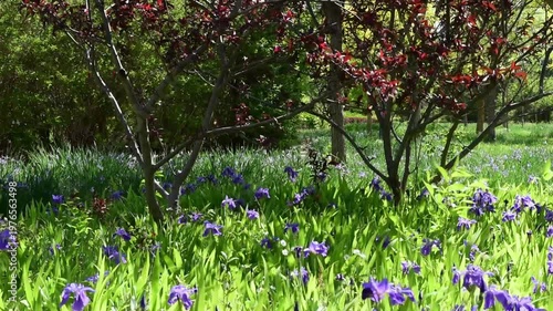 Spring Park Tree-Lined Path: Fresh Green Daily Scenery