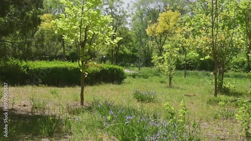Spring Park Tree-Lined Path: Fresh Green Daily Scenery