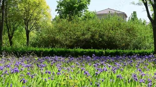 Spring Park Tree-Lined Path: Fresh Green Daily Scenery