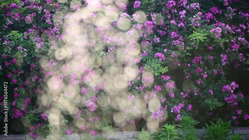 Rose Irrigation: Hazy Flower Rain & Fresh Elegance