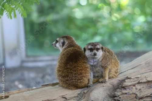 2 meerkats 