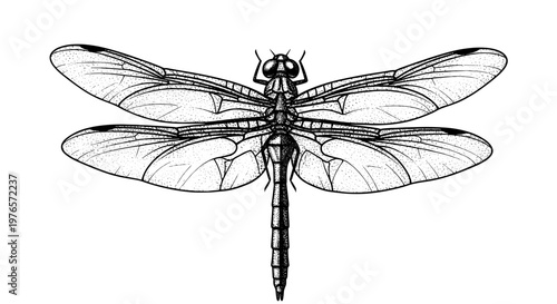 Detailed black and white illustration of a dragonfly with intricate wings