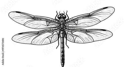 Detailed black and white illustration of a dragonfly with transparent wings