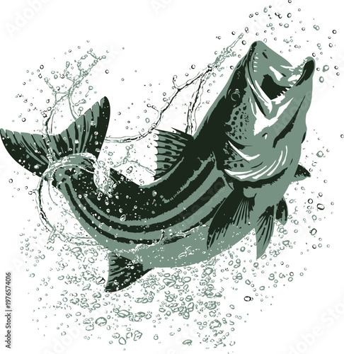 Striped bass fish jumping out of water with splashes for sport fishing tournament logo and aquatic wildlife t shirt design and outdoor leisure hobby.