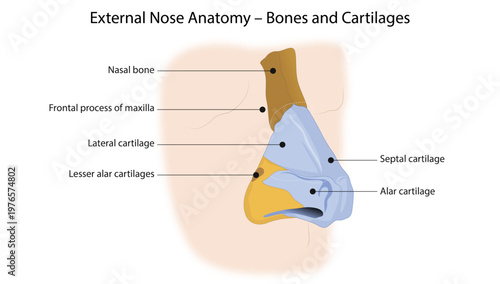 External Nose Anatomy – Bones and Cartilages
the structural components of the external nose including nasal bones and cartilages.