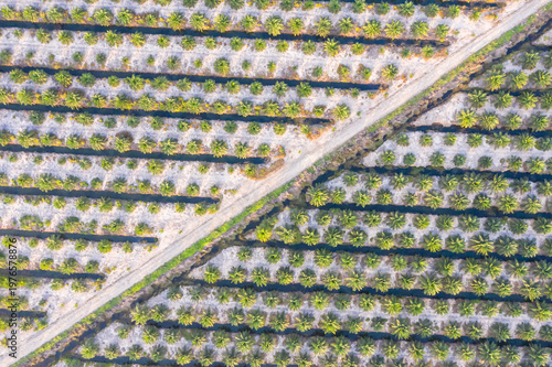 Aerial view of oil palm plantation in Kuala Penyu, Sabah, Malaysia.