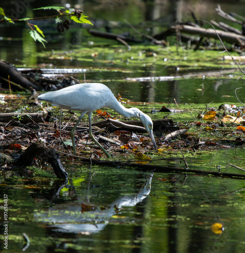 Egret hunting in sun-dappled swamp with water reflection