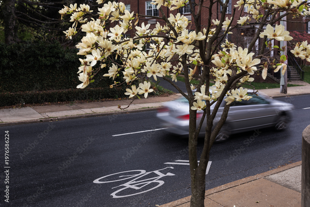Naklejka premium Urban spring scene in Frederick, Maryland, featuring a blossoming magnolia tree over a street with a bicycle lane symbol and a blurred car in motion.