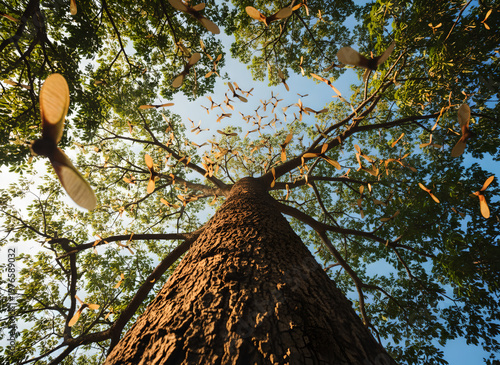 Winged seeds a miraculous aspect of nature's dispersal.