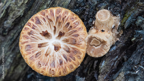 Macro view of symmetrical scale patterns on cap of Dryad's saddle mushroom (Cerioporus squamosus) growing on wood