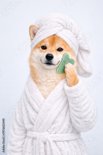 Shiba Inu dog holding a gua sha stone in a spa setting, wrapped in a bathrobe and towel, representing modern beauty and skincare routine.