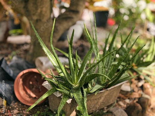 Photos Healthy green aloe vera plants thriving in a natural garden setting, showcasing their spiky leaves and medicinal qualities