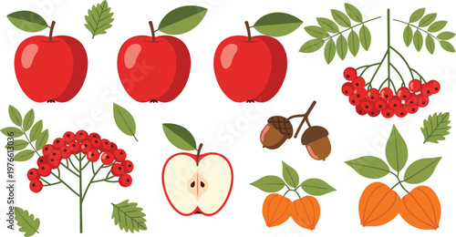 Autumn harvest vector collection. Flat illustrations of red apples, rowan berries, acorns, and physalis for fall season branding and botanical design.