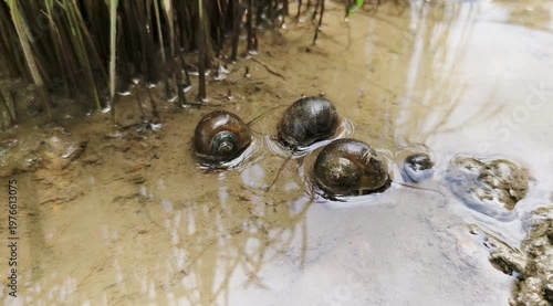 Several snails submerged in shallow, muddy water near rice seedlings.