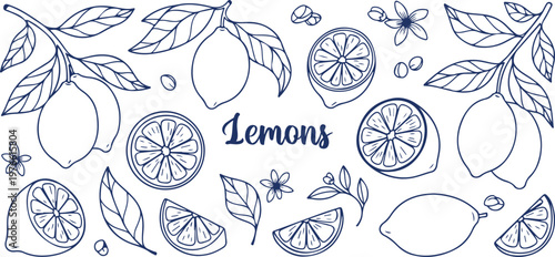 Zesty Lemon Sketch: A delightful hand-drawn sketch showcases an array of lemons and intricate elements like slices, leaves, and delicate blossoms.