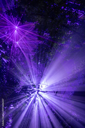 Lights illuminating an indoor garden at night. Light show - Japan.	