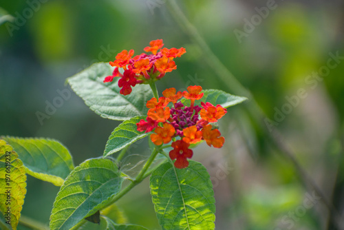 Fotografía Vibrant clusters of small multi-colored flowers of the Lantana camara West Indian Lantana
