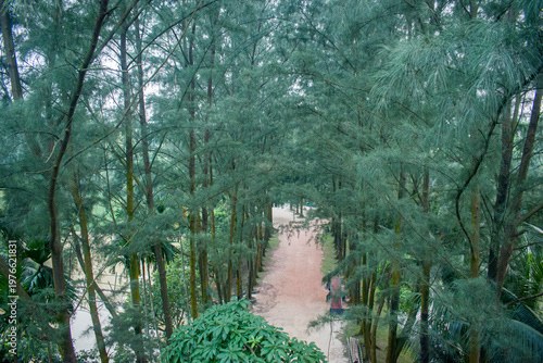 A tree lined sandy path through a tropical forest canopy with serene green foliage.