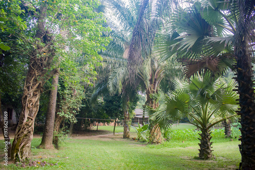 A tropical garden with palm trees and a green lawn framing a small cottage in the backyard.