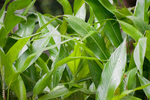 Close up of tropical green leaves and dense foliage background with natural leaf texture.