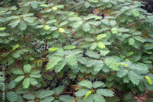 Detailed view of the delicate bipinnate leaves of Anadenanthera colubrina or Cebil.