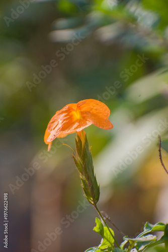 Bright orange blooms of the Crossandra infundibuliformis known as the Firecracker flower.