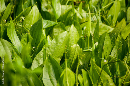 An aquatic Echinodorus grandiflorus plant commonly called Florida Burhead in a pond.