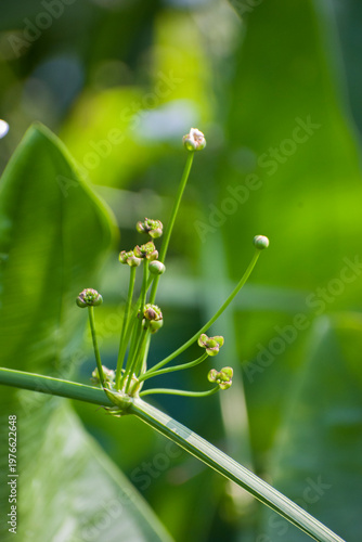 Developing flower buds of the Echinodorus palifolius also known as the Mexican sword plant.